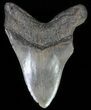 Megalodon Tooth - + Foot Shark! #64771-2